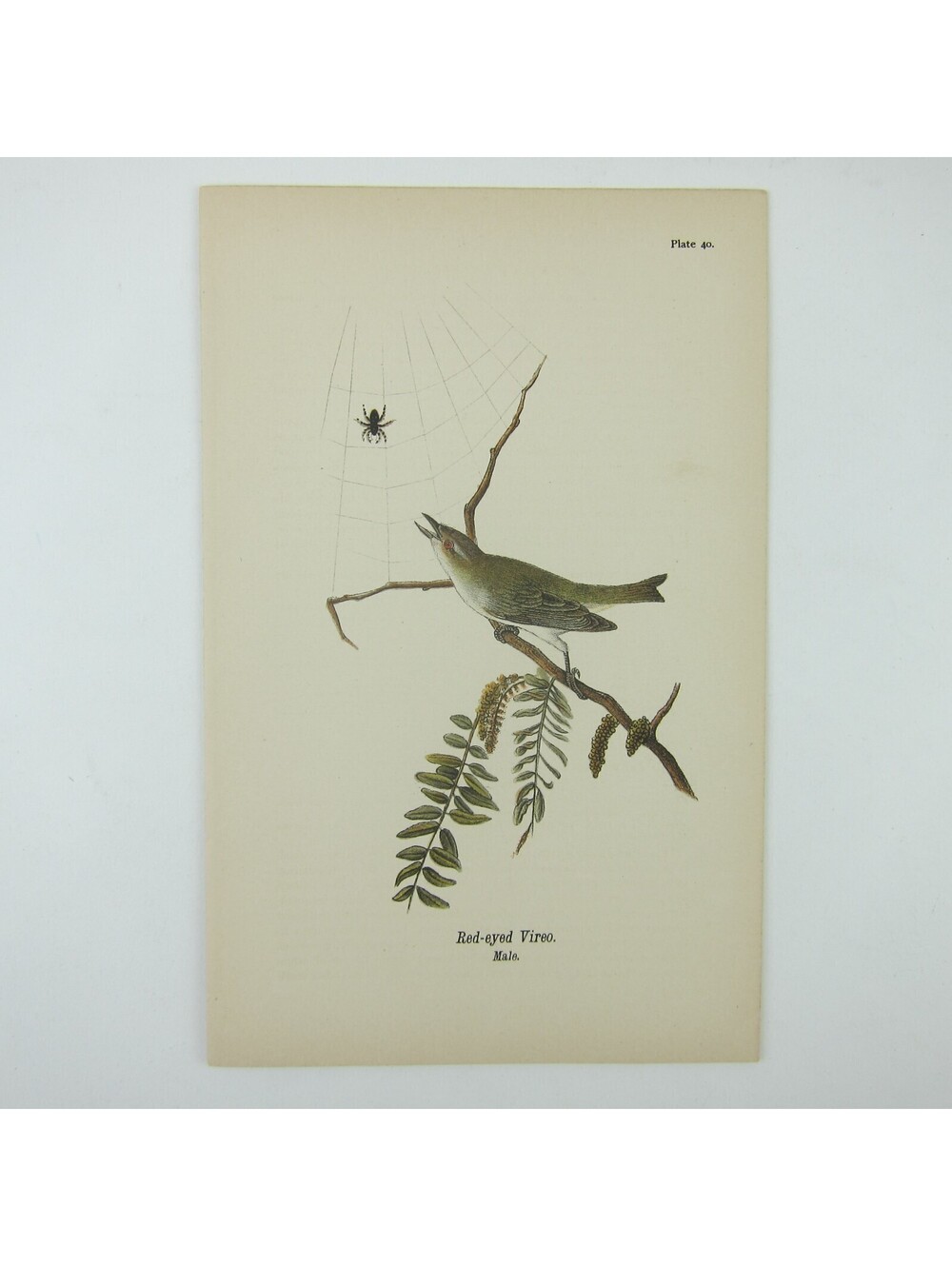 Bird Lithograph Print Red-eyed Vireo Male after John James Audubon Antique 1890